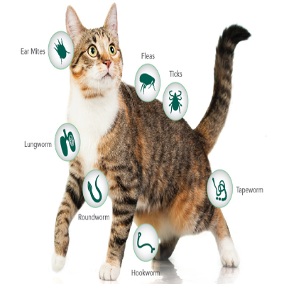 NexGard Spectra Spot on Large Cats