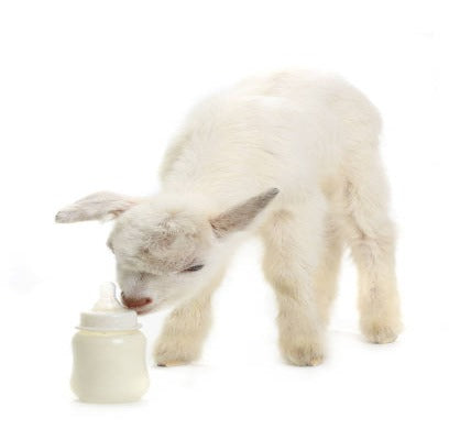 Lamb / Kid Milk Replacer 1kg